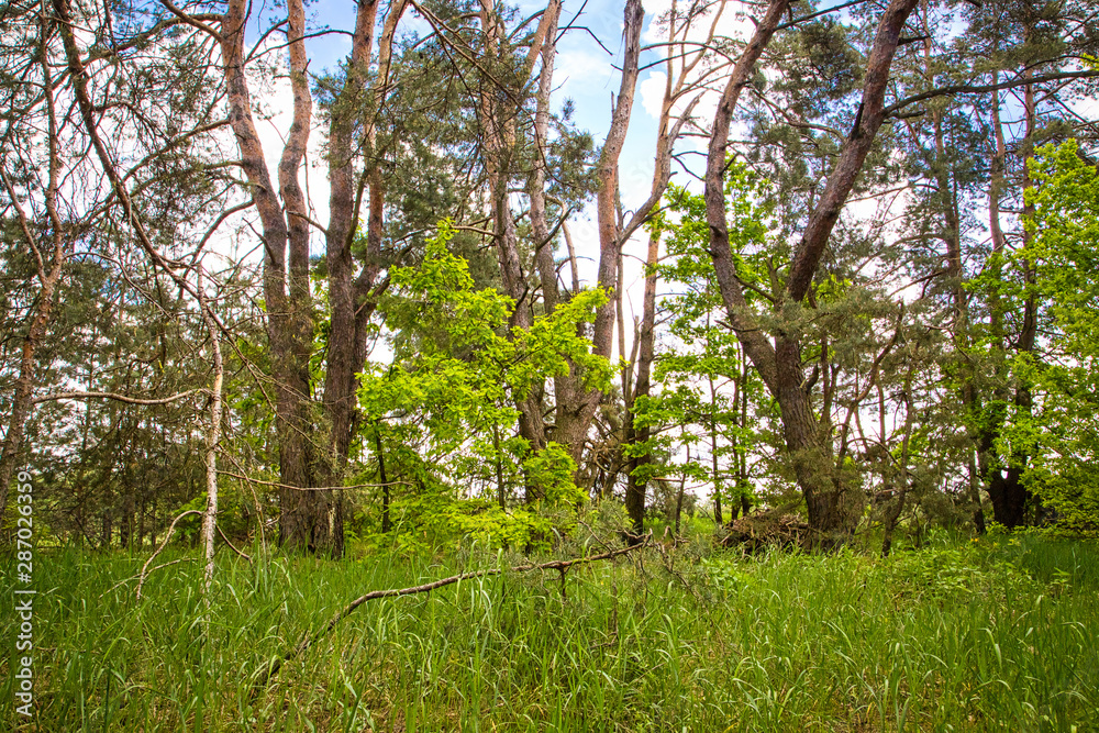 Fototapeta premium Beautiful trees root and bark in the forest nature landscape green grass