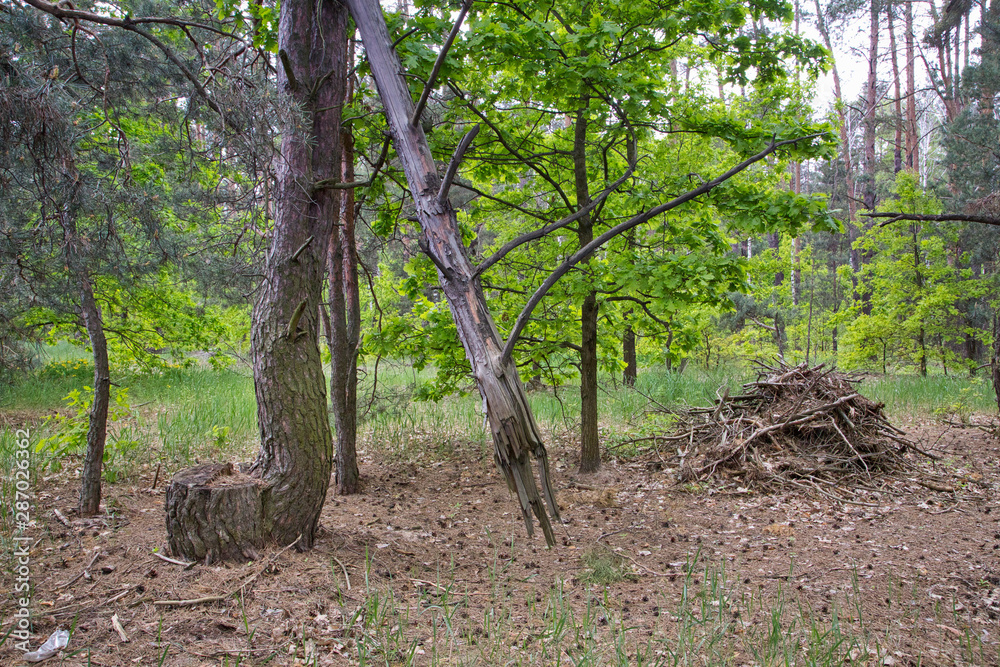 Fototapeta premium Beautiful trees root and bark in the forest nature landscape green grass