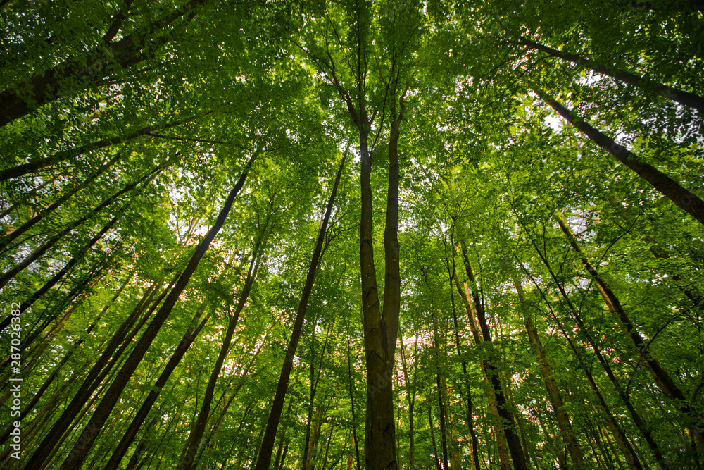 treetops and blue sky looking up trees inside forest treetops and blue sky looking up trees inside forest