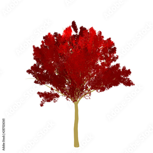 Red maple tree 2D rendering graphic picture isolated on white background. For decorating the garden and forest.