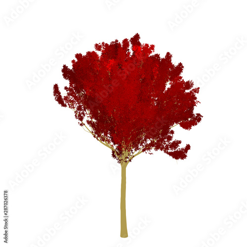 Red maple tree 2D rendering graphic picture isolated on white background. For decorating the garden and forest.
