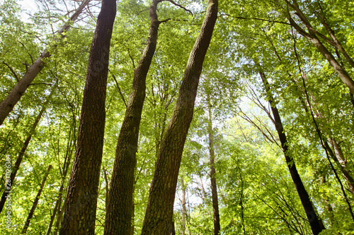 Beautiful trees root and bark in the forest nature landscape green grass