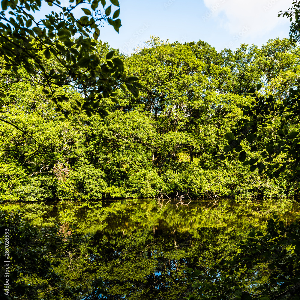 Fototapeta premium Trees Reflected in Pressmennan Lake