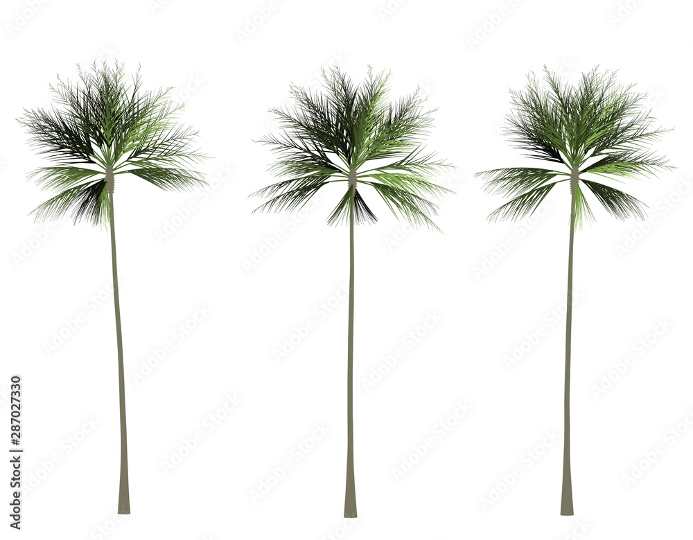 Obraz premium Palm tree 2D rendering graphic picture isolated on white background. For decorating the garden and forest.
