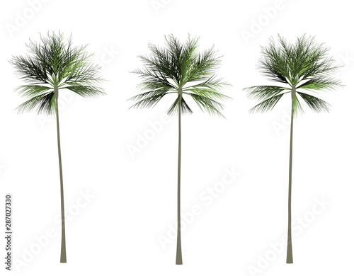 Palm tree 2D rendering graphic picture isolated on white background. For decorating the garden and forest.