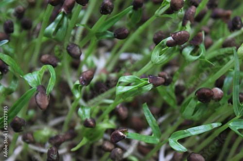 Closeup​ morning glory​ sprouts, microgreen sprouts.​ 