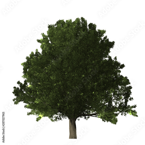 Green tree 3D rendering graphic picture isolated on white background. For decorating the garden and forest.