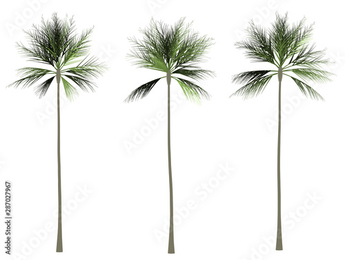 Palm tree 2D rendering graphic picture isolated on white background. For decorating the garden and forest.