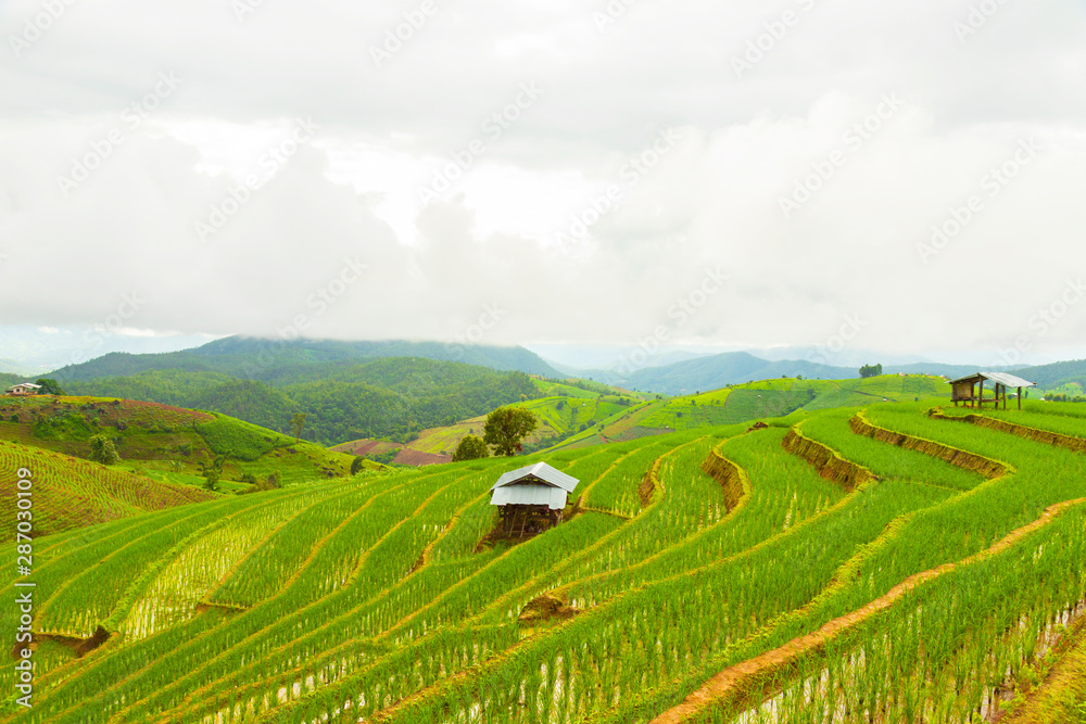 Obraz premium Rice terrace at Pa-pong-peang , Mae Chaem, Chaing Mai ,North Thailand..
