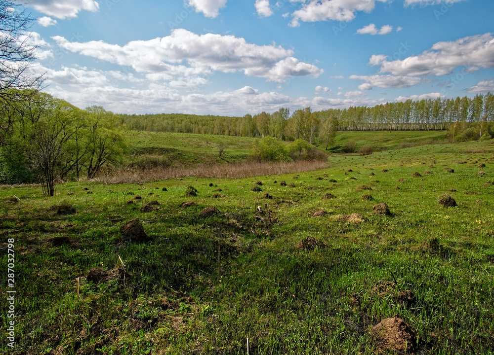 Naklejka premium young grass after meadow fire in spring, Russia.