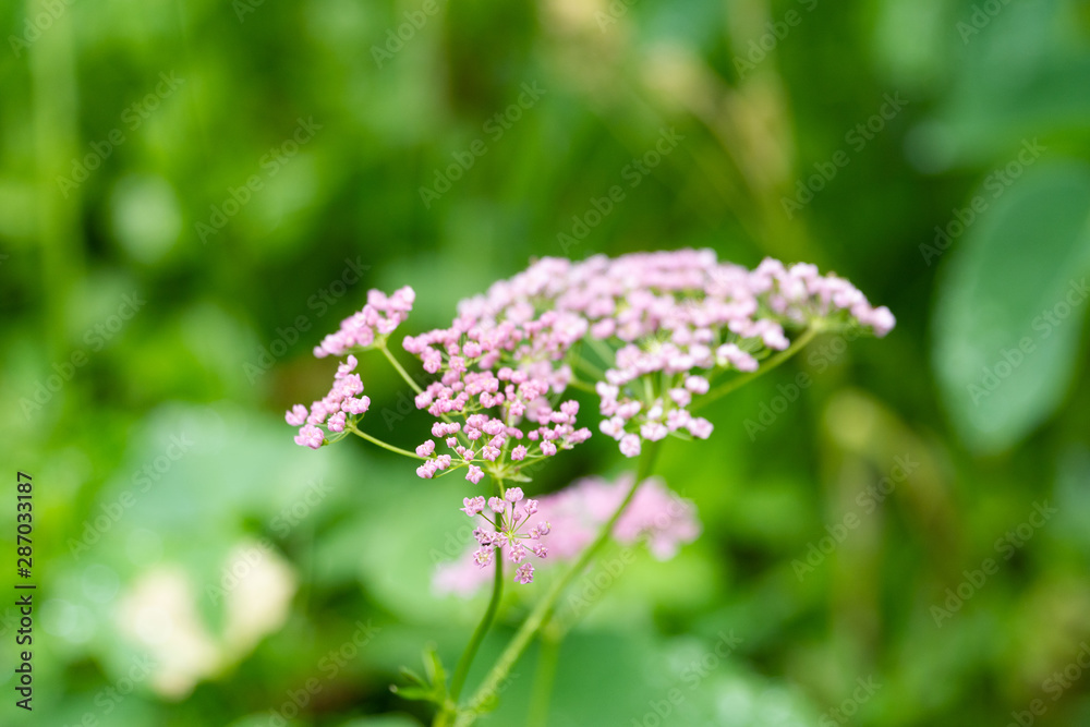 Close up of tiny flowers in the nature Close up of tiny flowers in the nature