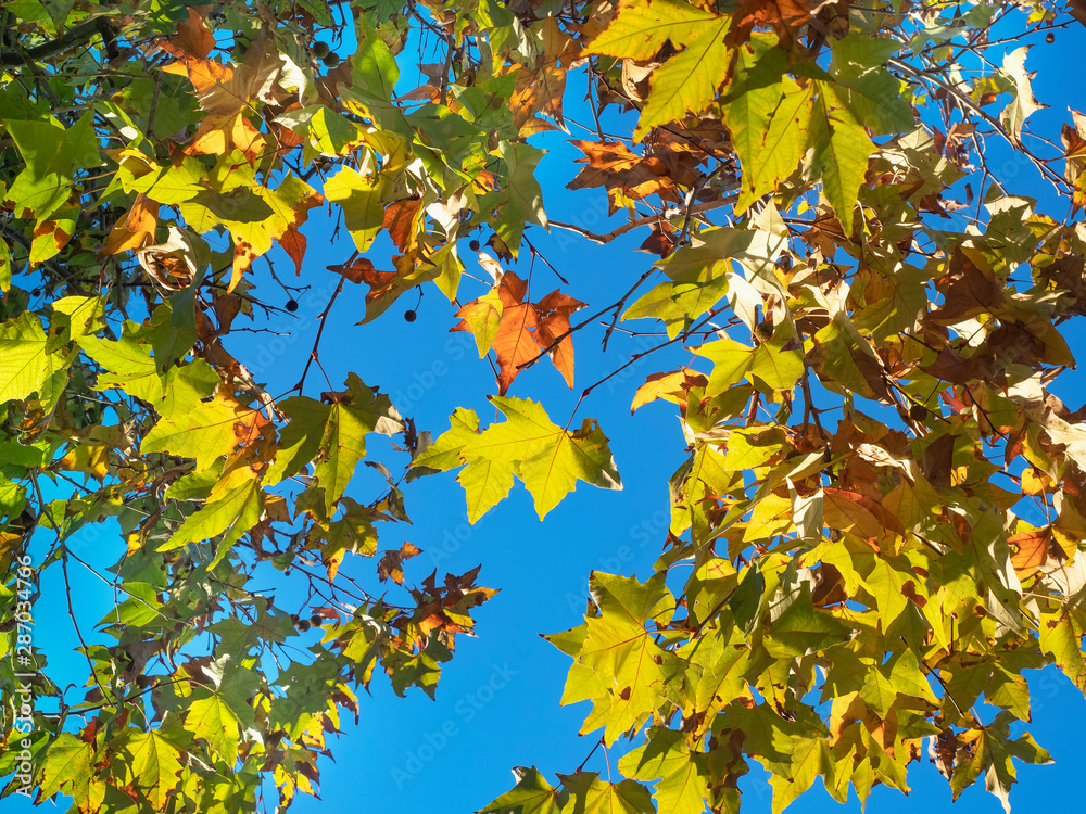Yellow, green, red, golden leaves on tree branches with a sunny autumn day against a blue sky.