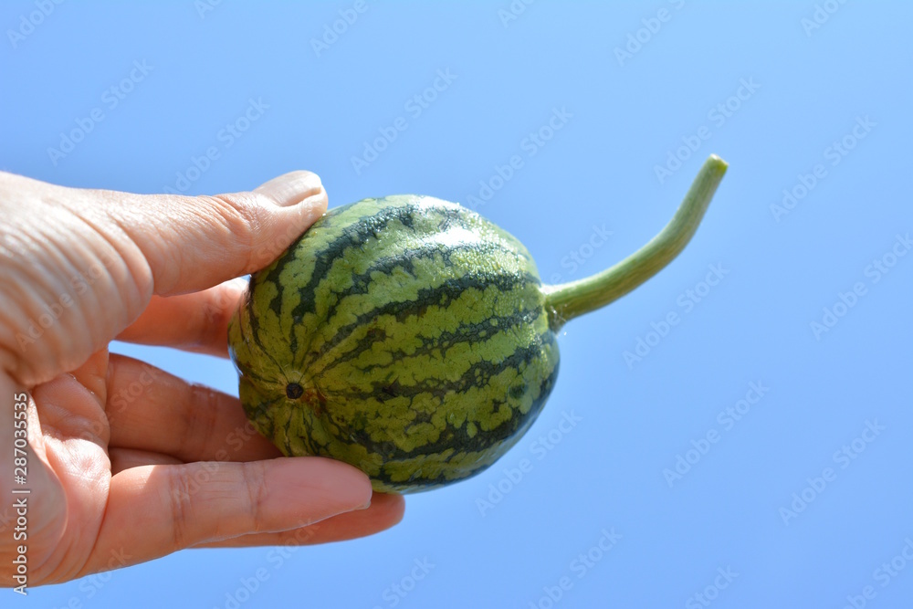 摘果したかわいい大玉縞西瓜 漬物にできそう 青空 ウリ科 初めての畑 食べ物イメージ素材 Stock 写真 Adobe Stock