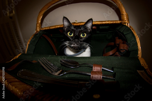 A cat begs to go on a picnic