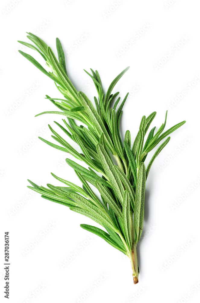 Twig of rosemary. Twig of rosemary.