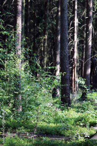 Dans le bois de Banneux