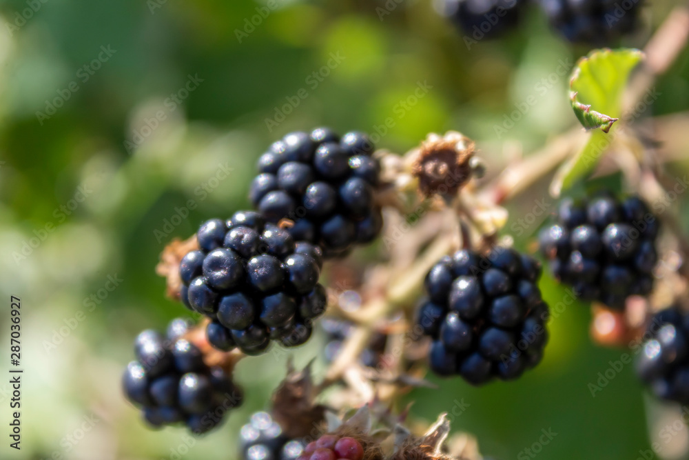 Wild Blackberry Branch With Fruits Closeup