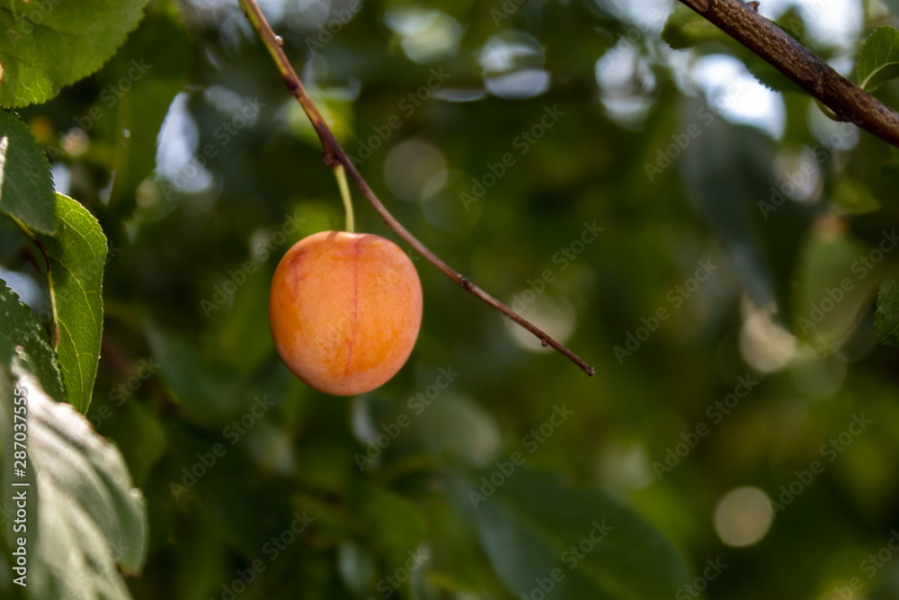 Yellow Plum on The Branch With Copy Space