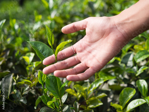 Femal hand holding fragile tea leaf on tea plantation near Ella, Sri Lanka, Asia.