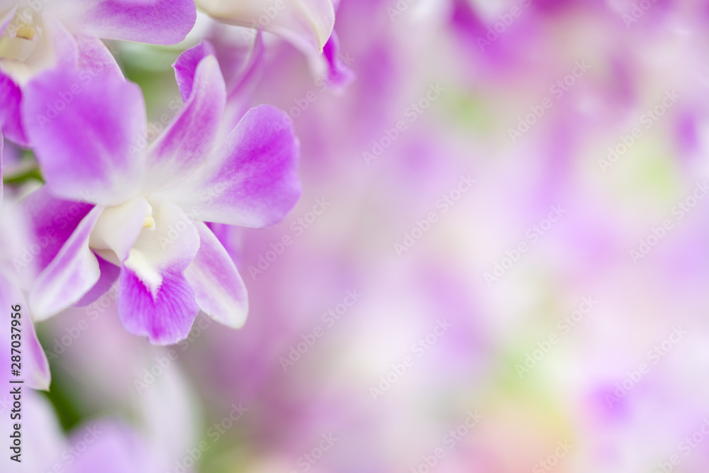 Nature of flower in garden using as cover page background natural flora wallpaper or template brochure landing page design Nature of flower in garden using as cover page background natural flora wallpaper or template brochure landing page design