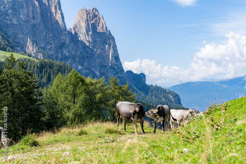 Cows enjoying the sun on the Seiser alm with view on the Schlern Mountain of the dolomites in south tyrol