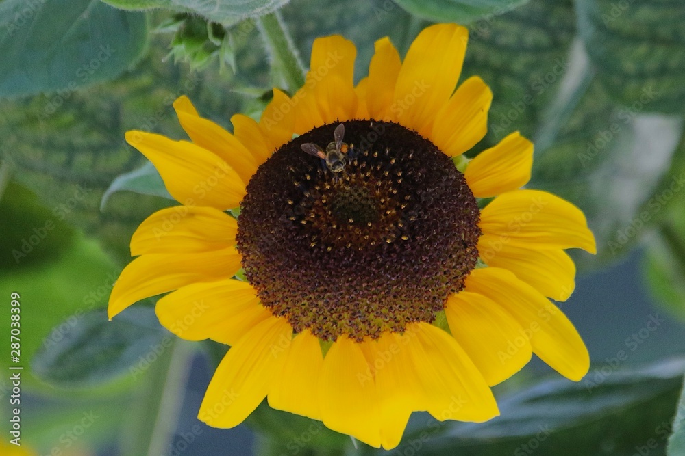 Naklejka premium Bee on Sunflower