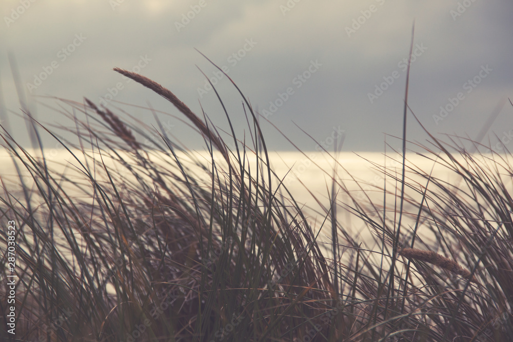Fototapeta premium grass in the wind on sandy dunes at the beach in holland at the north sea