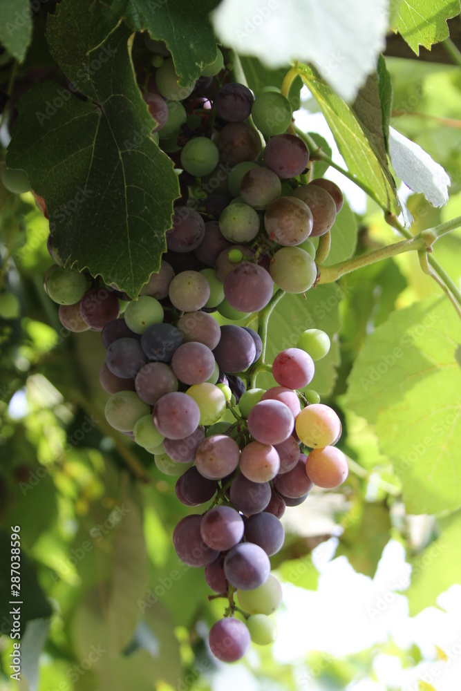 Grape, Fruites growing in South Tyrol, Italy Grape, Fruites growing in South Tyrol, Italy