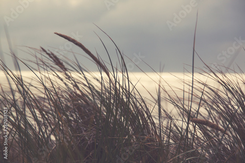 grass in the wind on sandy dunes at the beach in holland at the north sea