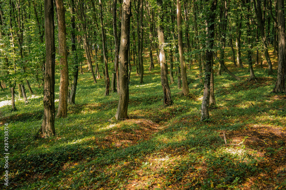 green sunny forest scenery landscape natural environment with a lot of trees and leaves plant ground cover 