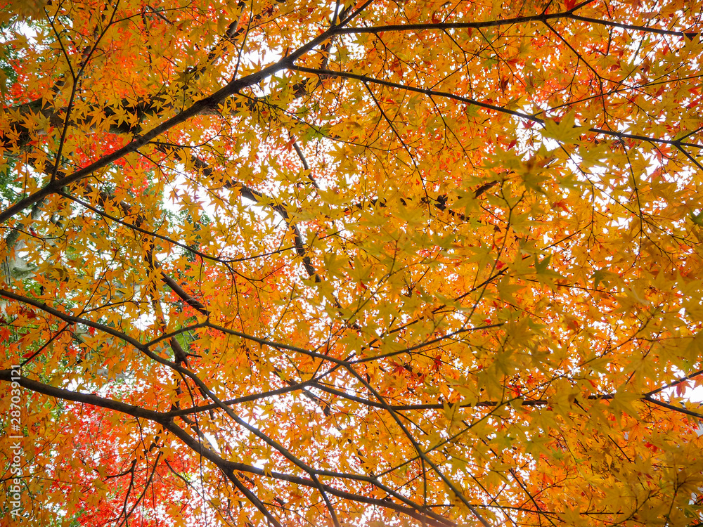 Charming scene of orange maple branch under sunlight for background and copy space, Japan Charming scene of orange maple branch under sunlight for background and copy space, Japan