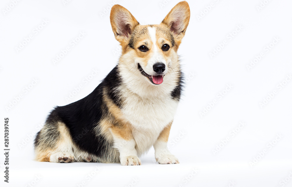 adult welsh corgi breed dog on a white background in full length