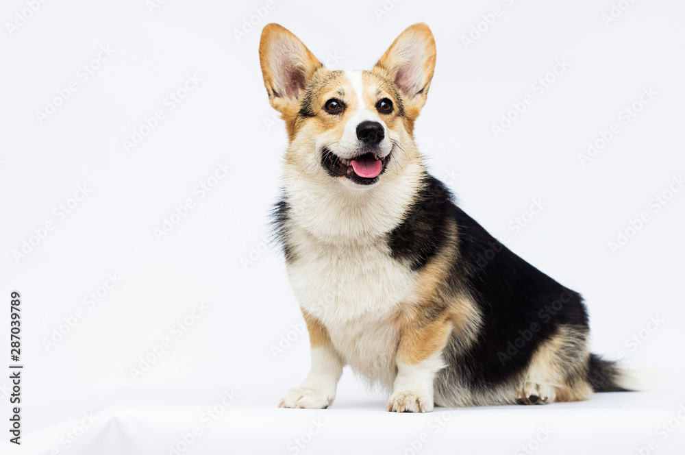 adult welsh corgi breed dog on a white background in full length