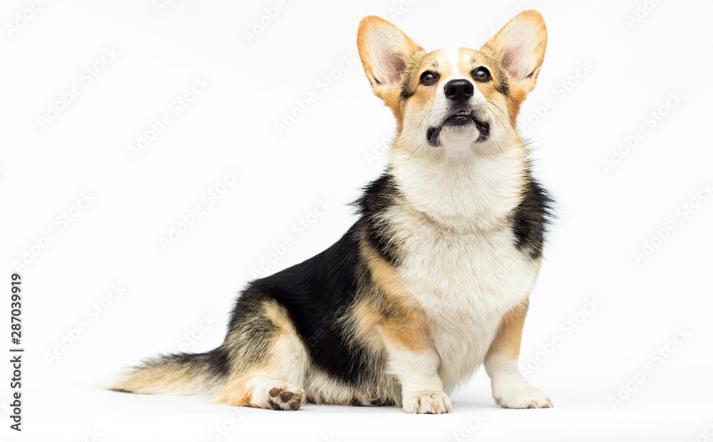 adult welsh corgi breed dog sitting in full growth on a white background