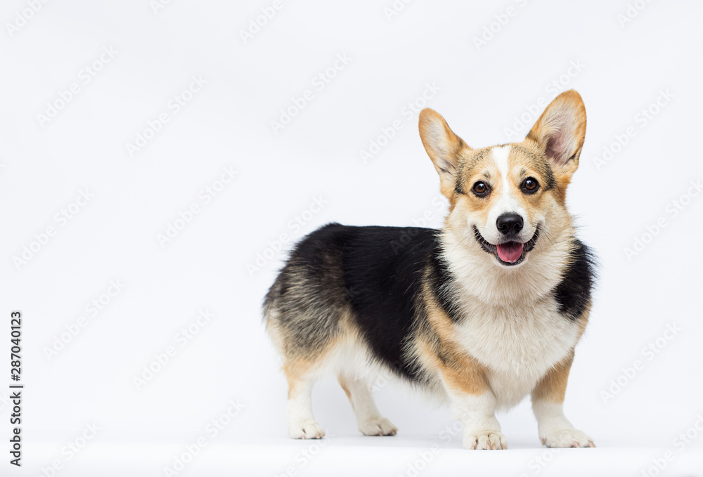 dog listens to full-length welsh corgi breed on a white background