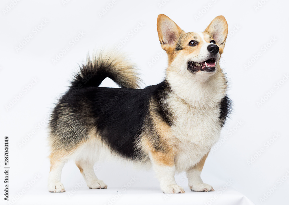 dog stands Welsh Corgi breed in full growth on a white background dog stands Welsh Corgi breed in full growth on a white background
