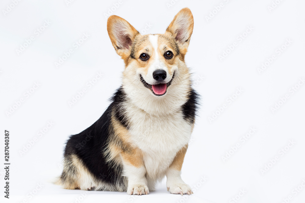 dog sitting and looking at full-length welsh corgi breed on a white background