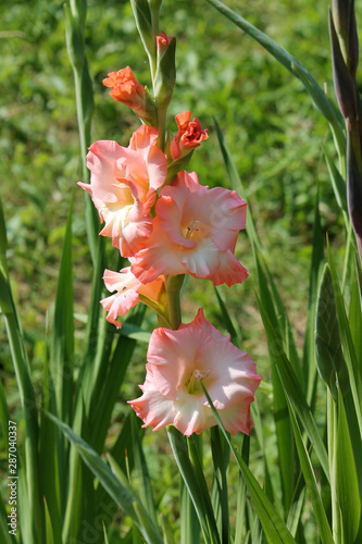 Bright pink flowers of gladiolus in garden