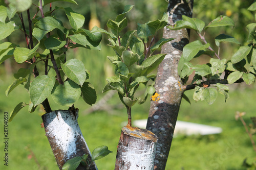 Bark graft apple tree in garden photo