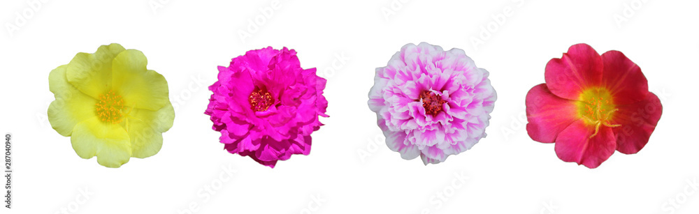 yellow, purple, pink, red portulaca flower isolated on white background. flowers on white background. yellow, purple, pink, red portulaca flower isolated on white background. flowers on white background.