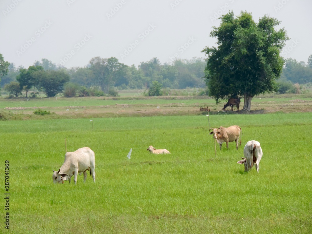 sheep in field