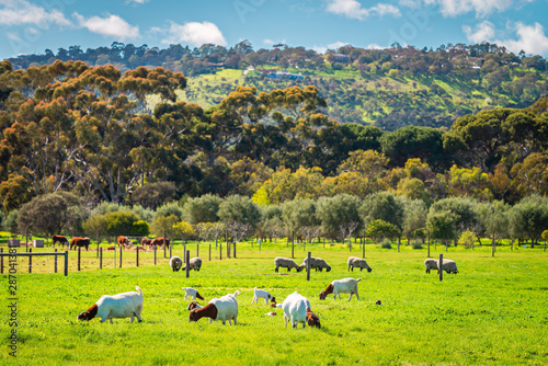 Goats and sheep grazing on a daily farm in rural South Australia during winter season