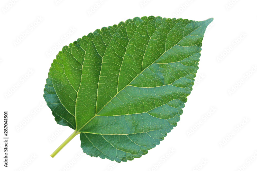 Obraz premium isolated Mulberry leaves on white background. Green leaves with white background. 