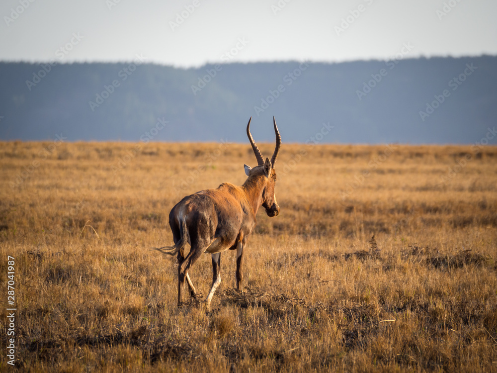 Obraz premium Closeup portrait of red hartebeest antelope walking on empty field in Mlilwane Wildlife Sanctuary, Swaziland, Southern Africa.