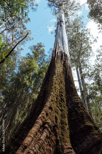 Tallest tree in the world, 115 meters eucalyptus in the prehistoric-looking forests of the island of Tasmania in Australia.