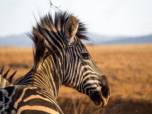 Closeup portrait of zebra in Mlilwane Wildlife Sanctuary, Swaziland, Southern Africa. photo