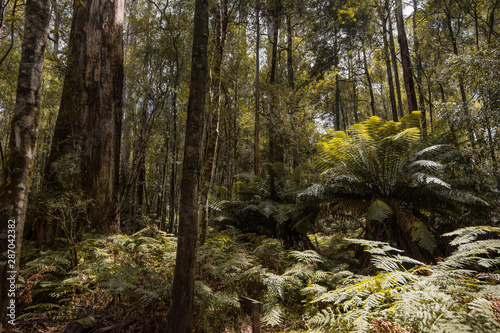Fototapet Forests of Jurassic or prehistoric appearance, covered with ferns, moss and giant eucalyptus trees on the island of Tasmania in Australia