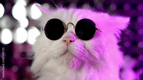 Portrait of white furry cat in fashion eyeglasses. Studio neon light footage. Luxurious domestic kitty in glasses poses on violet background