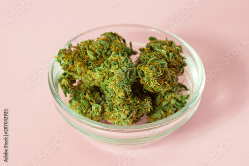 Medical Marijuana Buds from Cannabis or Hemp Plants on Pink Background with Copy Space