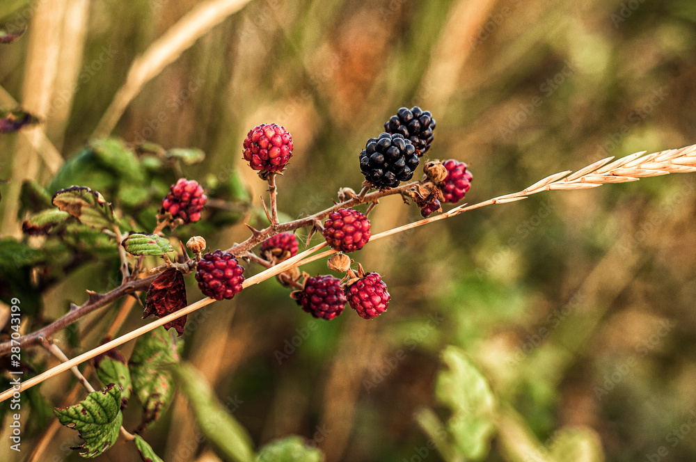 Wild Blackberry Berries Branch on Blurred Background Wild Blackberry Berries Branch on Blurred Background